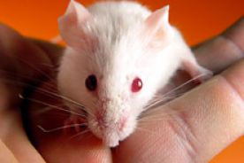 Przetoczenie krwi działa jak eliksir młodości, przynajmniej u myszy
