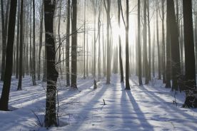 Wokół Czarnobyla rozwija się dzika przyroda