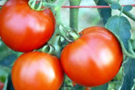Silniejsze mięśnie dzięki zielonym pomidorom