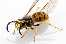 Alergia na jady owadów błonkoskrzydłych - kogo odczulać?