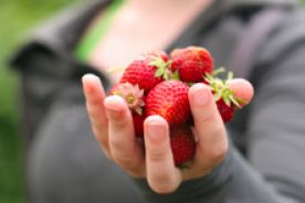 Truskawki obniżają poziom złego cholesterolu