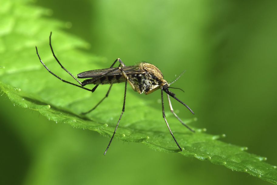 Inwazyjne komary mogą wkrótce być wyzwaniem dla służb epidemicznych