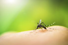 Nowa szczepionka przeciwko wirusowi zika wydaje się skuteczna