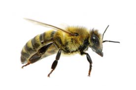 Polscy naukowcy opracowali skuteczny lek... dla pszczół