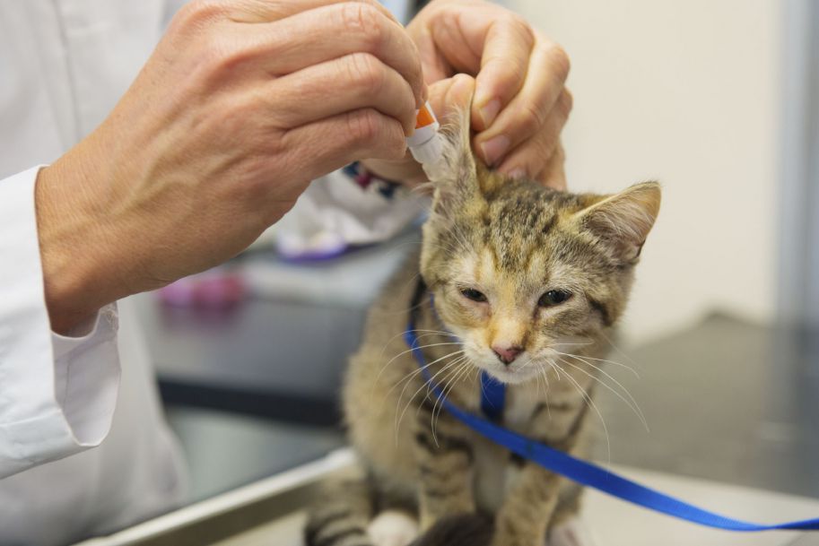 Badania tysięcy próbek potwierdzają, że psy i koty nie przenoszą koronawirusa