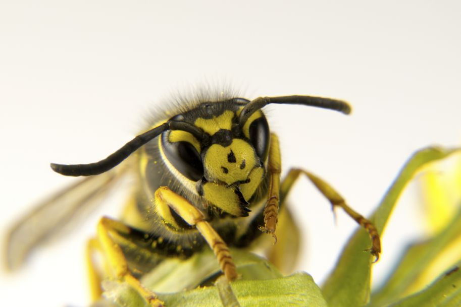 Co nowego w alergii na jady owadów błonkoskrzydłych?