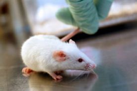 Zespół Downa można leczyć, na razie u myszy