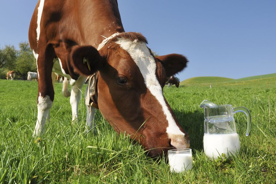 Alergia na białko mleka krowiego