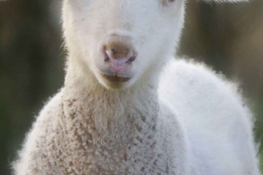 20 lat owieczki Dolly