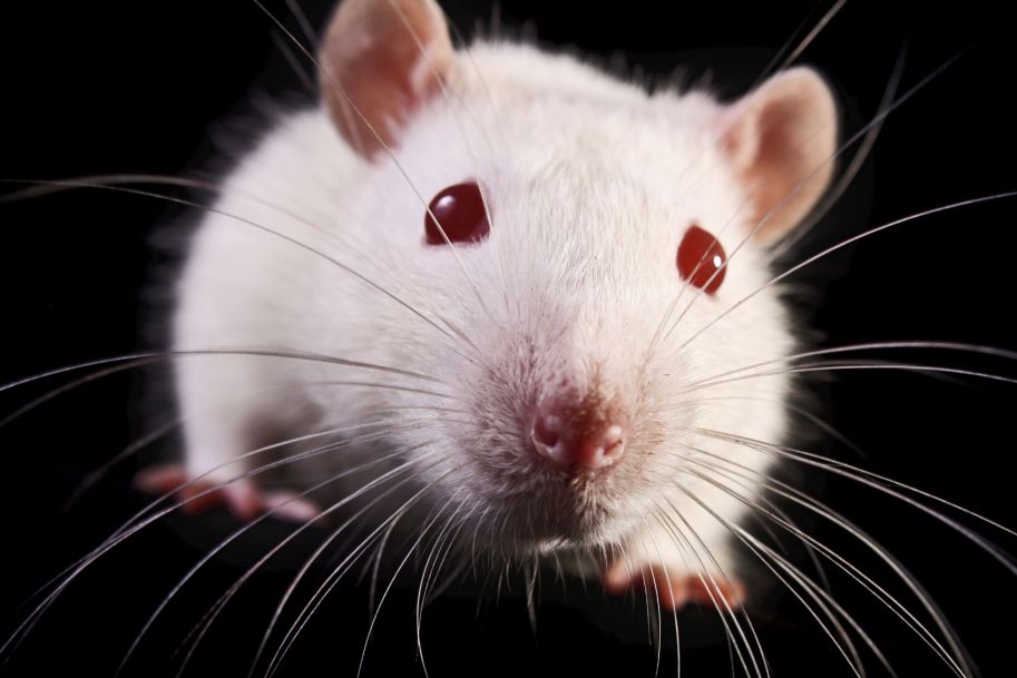 Naukowcy wyleczyli myszy z lęków
