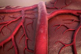 Naukowcy stworzyli „żywe” naczynia krwionośne