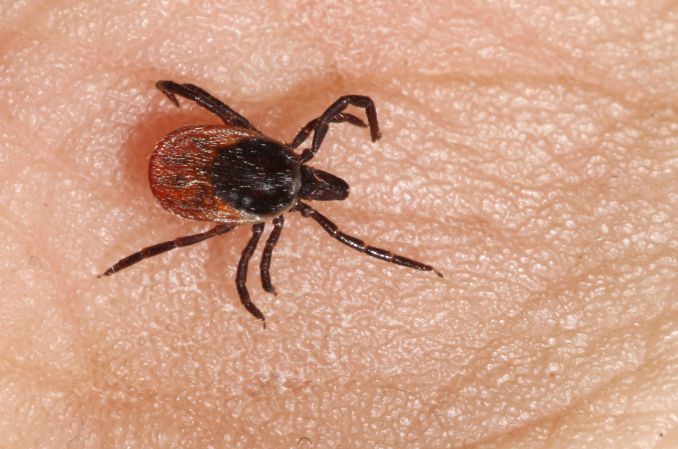 Analiza sezonu kleszczowego w Polsce w 2025 roku: tendencje epidemiologiczne i profilaktyka