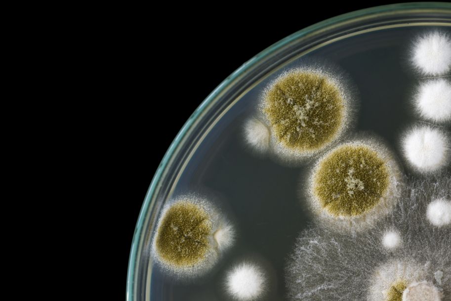 Zmodyfikowane bakterie znajdą nowotwór