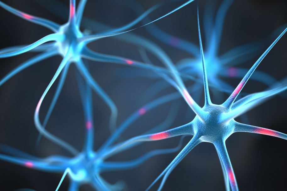 Neurony odpowiadające za przewlekły stres