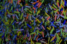 Studentka z Poznania maluje obrazy różnymi gatunkami bakterii