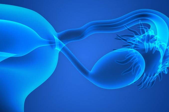 Mało znana struktura przy jajniku może wpływać na płodność