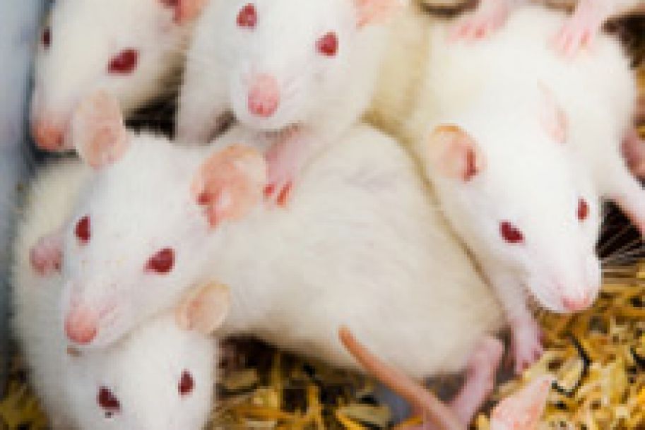 Stary lek na cukrzycę wydłuża życie samców myszy