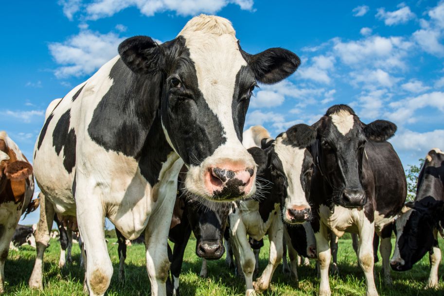 Alergia pokarmowa na białka mleka krowiego (ABMK) – co nowego w 2017?