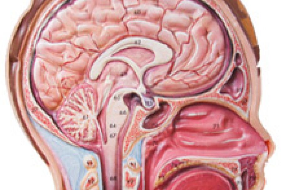 Nowotwory przewodu pokarmowego a przerzuty do mózgu