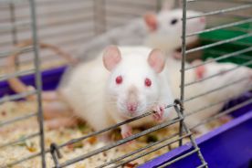 Australia: zakaz testowania kosmetyków na zwierzętach