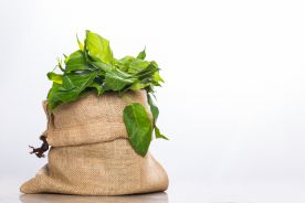 Rola preparatów ziołowych, na przykładzie gurmaru, w utrzymaniu prawidłowej kontroli metabolicznej w cukrzycy i w stanie przedcukrzycowym