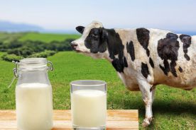 Badanie: Mleko pomocne w hamowaniu wzrostu guzów mózgu