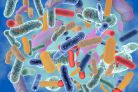 Raport: oporne na antybiotyki bakteria uśmiercają co roku ponad 1,2 mln osób na świecie