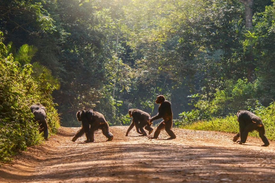 Zaobserwowano szympansy zakażone trądem