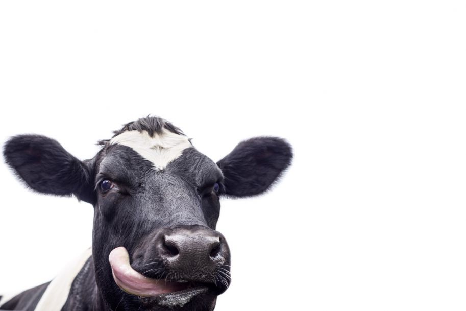 Alergia na białka mleka krowiego – najczęściej zadawane pytania