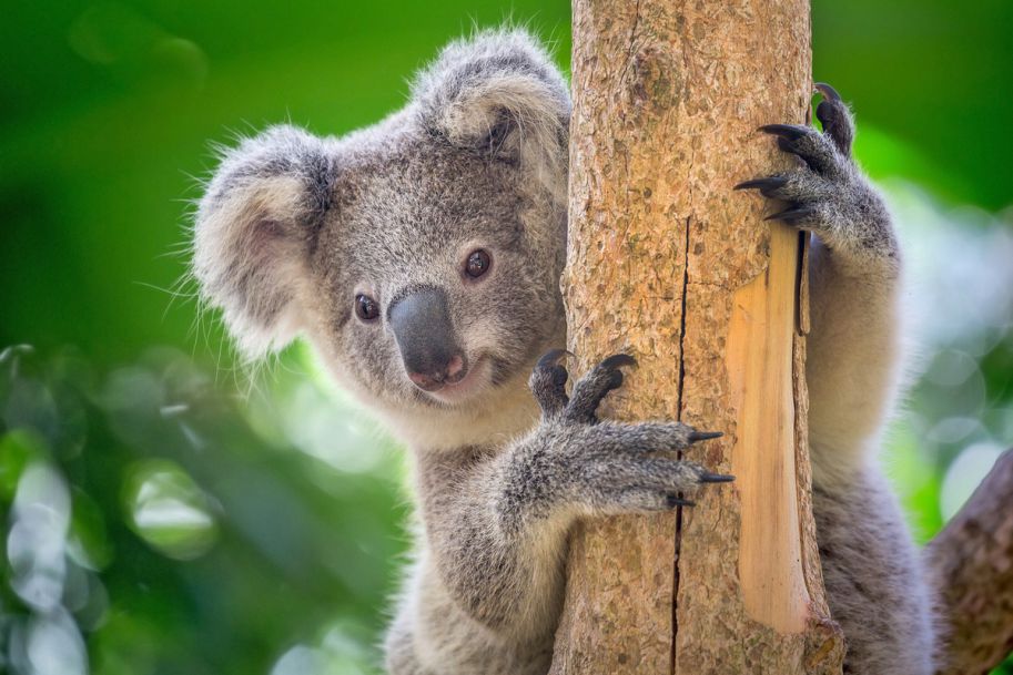 Australijski dentysta stworzył protezę dla koali urodzonego bez stopy