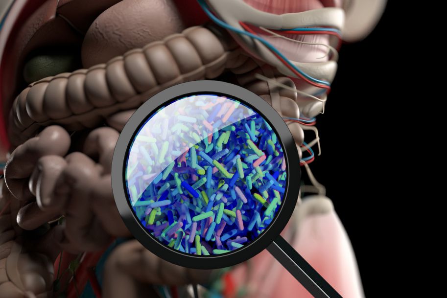 Funkcje mikrobioty jelitowej w organizmie człowieka