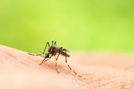 Mit: Denga nie występuje w miastach w tropiku