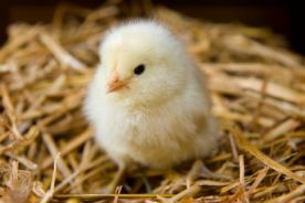 Skąd się wzięły kury w Polsce?