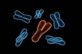 Poznano sekwencję męskiego chromosomu