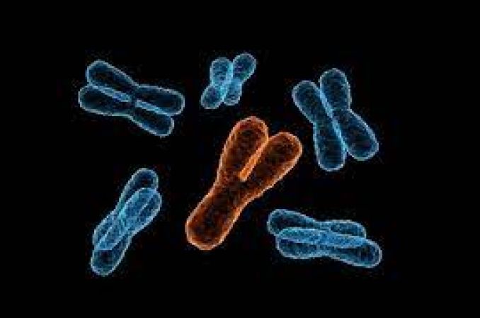 Poznano sekwencję męskiego chromosomu