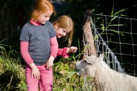 Owce pomogą zwalczać zakażenia