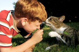 Alergia na koty może stać się mniej uciążliwa