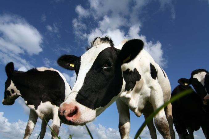 Transgeniczna krowa produkuje w mleku insulinę