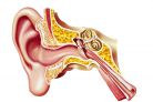 Badacze: Odkryto geny zwiększające ryzyko ubytków słuchu
