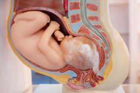 Otyłość u kobiet w ciąży moze zmienić strukturę łożyska